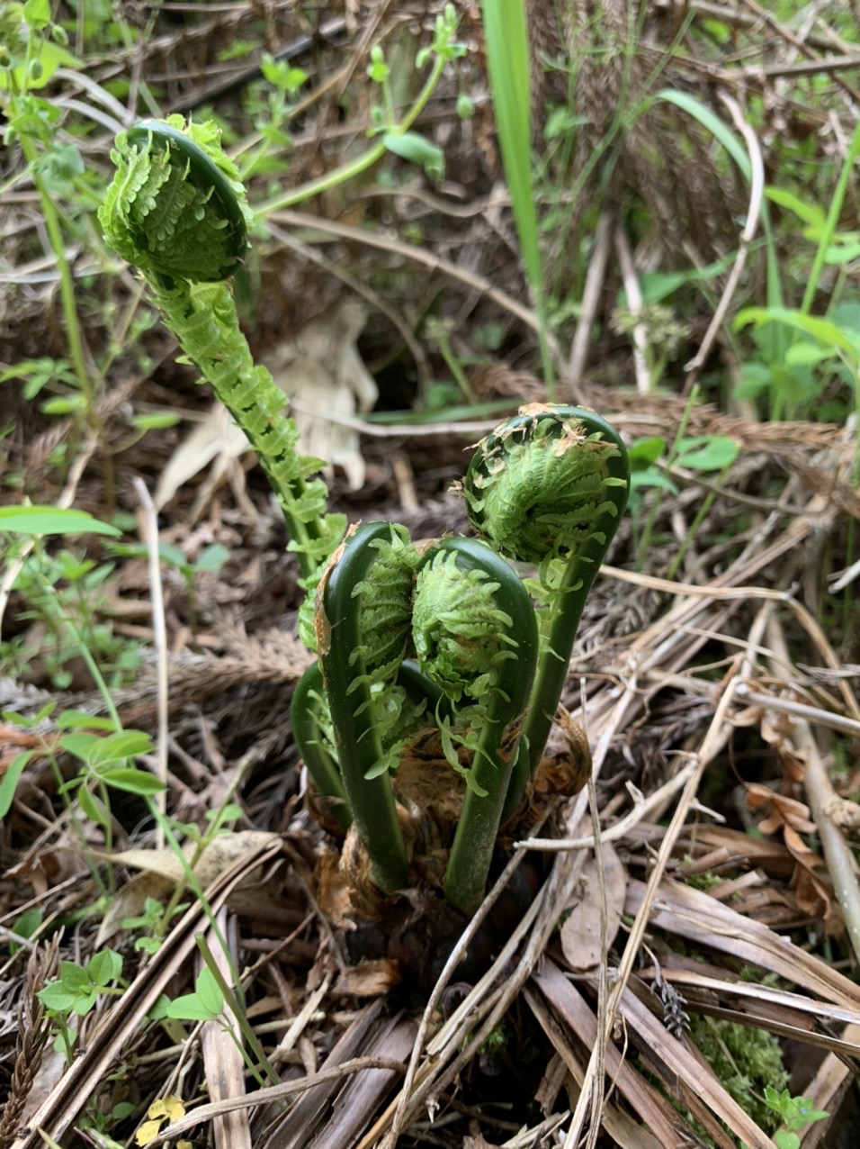 山菜狩り 長野県大桑村 のぞきど高原 21 04 24 グッさんさんの中山道 須原宿 野尻宿 三留野宿 妻籠宿 の活動データ Yamap ヤマップ
