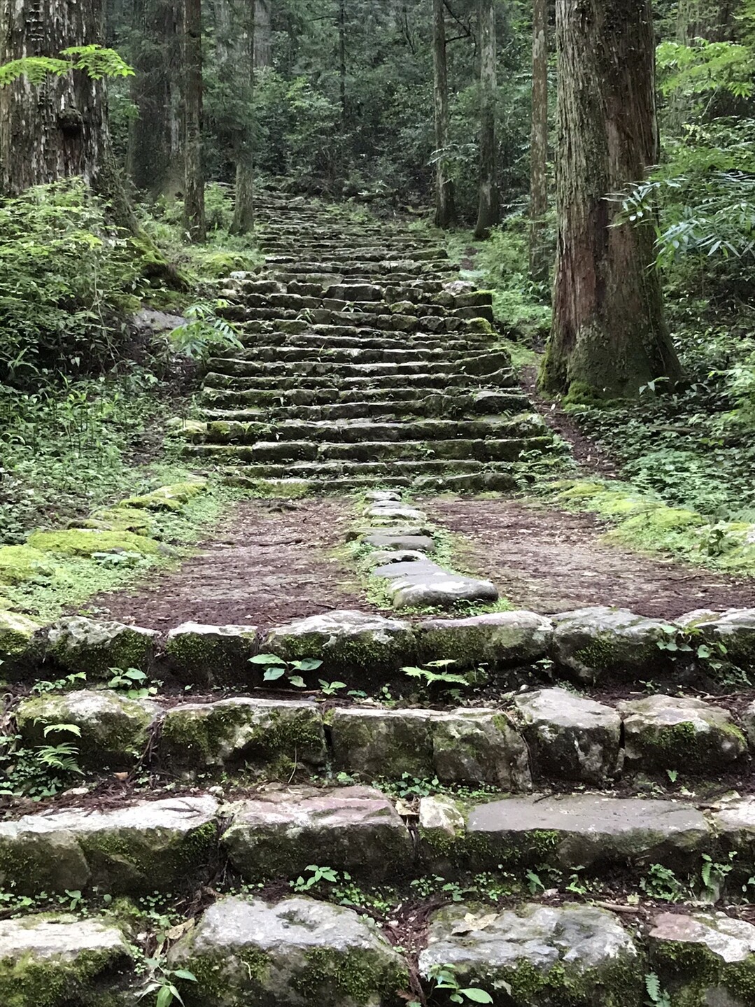 鳳来寺山 瑠璃山 表参道ルート 06 21 Isaさんの鞍掛山 鳳来寺山 岩古谷山の活動日記 Yamap ヤマップ