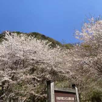 入り口の桜は満開から散り始め