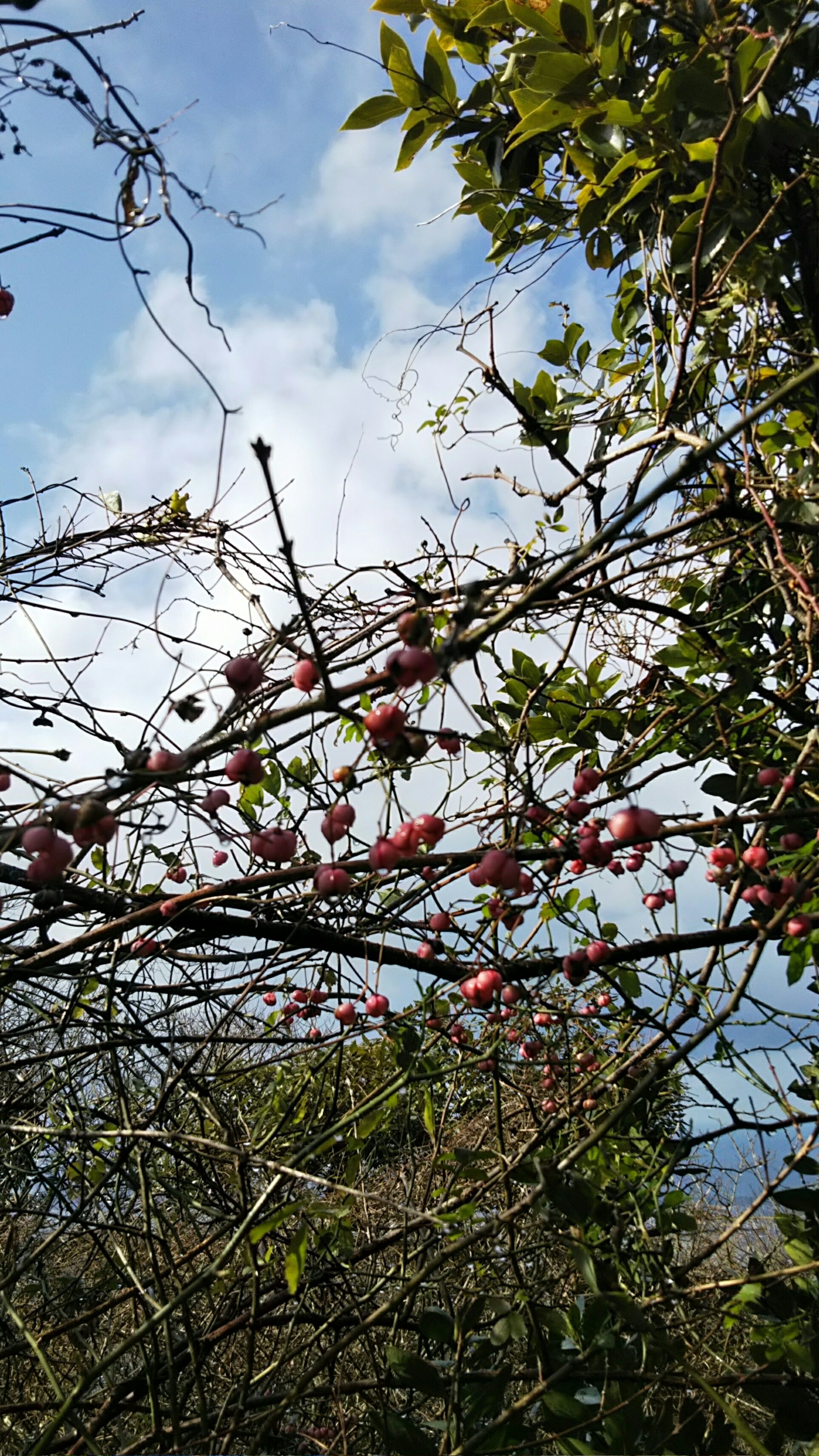 雨 霰の立花山 三日月山 01 31 ゴルゴ62さんの立花山 三日月山 城ノ越山の活動日記 Yamap ヤマップ
