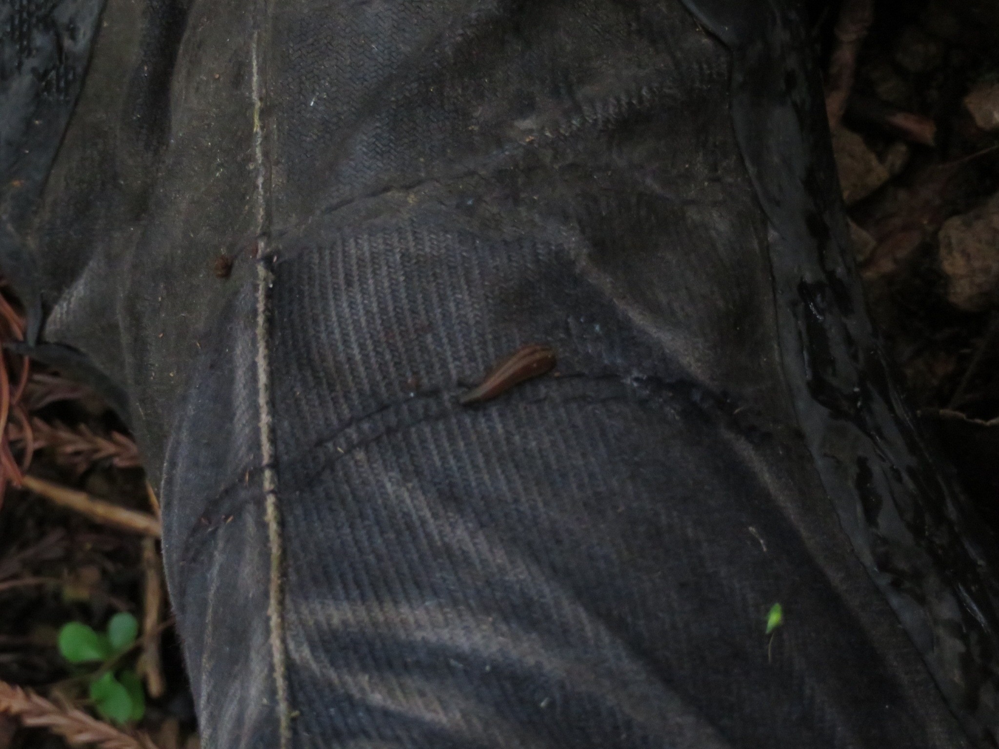 木六山・銀次郎山 地下足袋に取り付いたヒル
元気なーい😄
