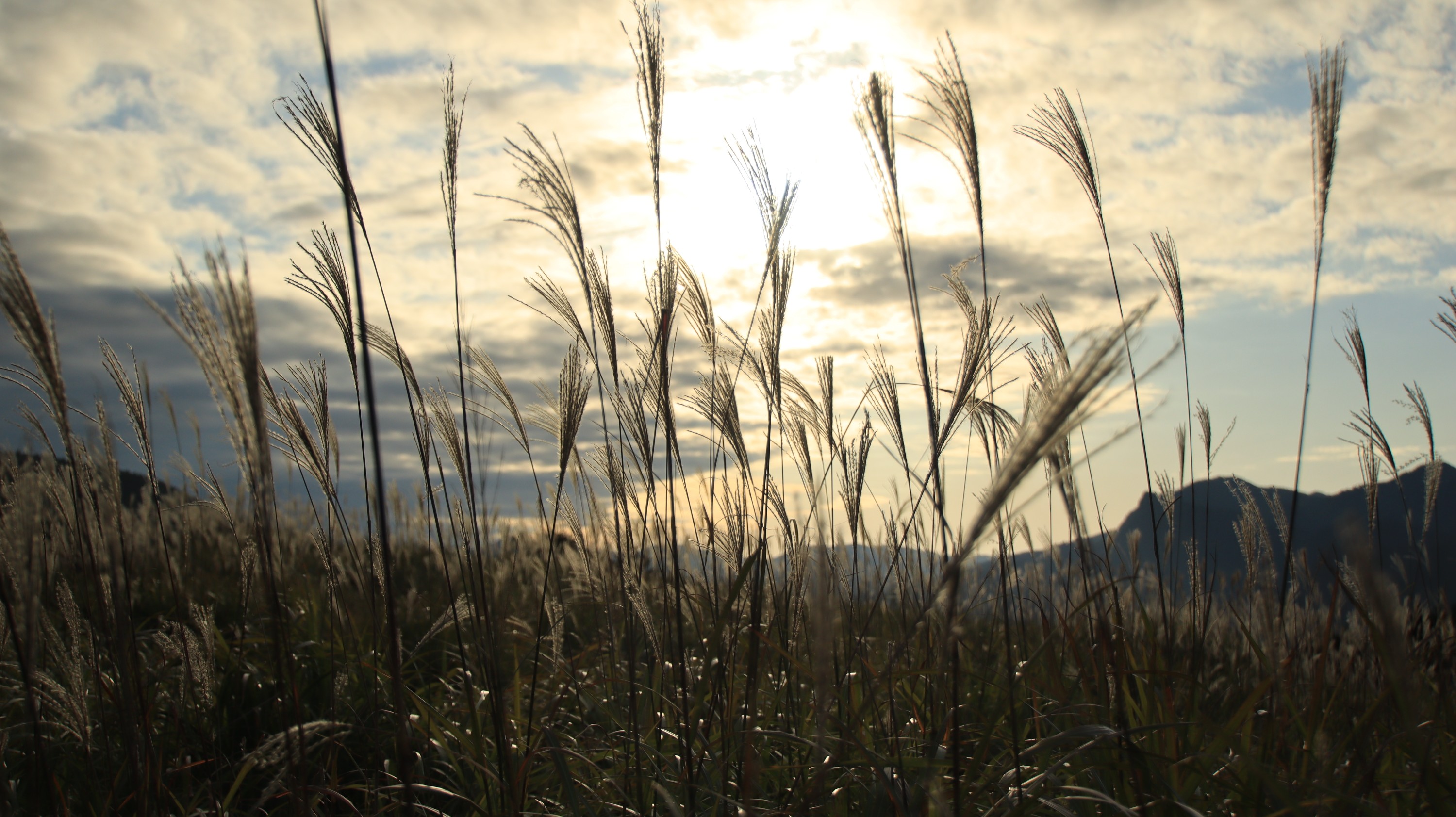 秋は夕暮れ 関西屈指のススキの名所へ つよすぃさんの倶留尊山 曽爾高原 古光山の活動データ Yamap ヤマップ