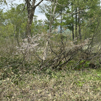 6月に桜？が咲いていた