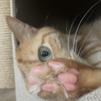 猫だるま