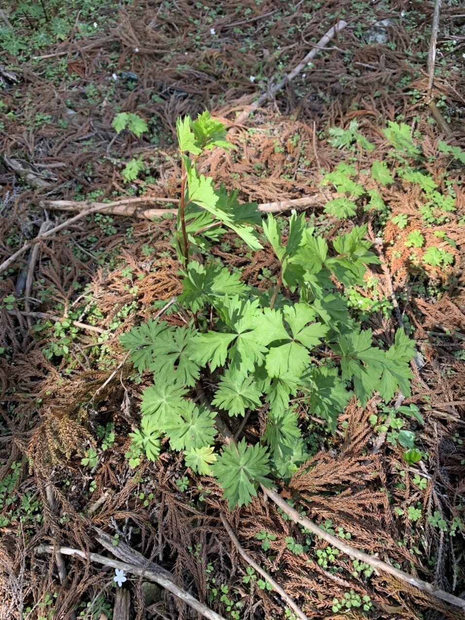 はじめまして国見山 Sikiさんの国見山の活動日記 Yamap ヤマップ