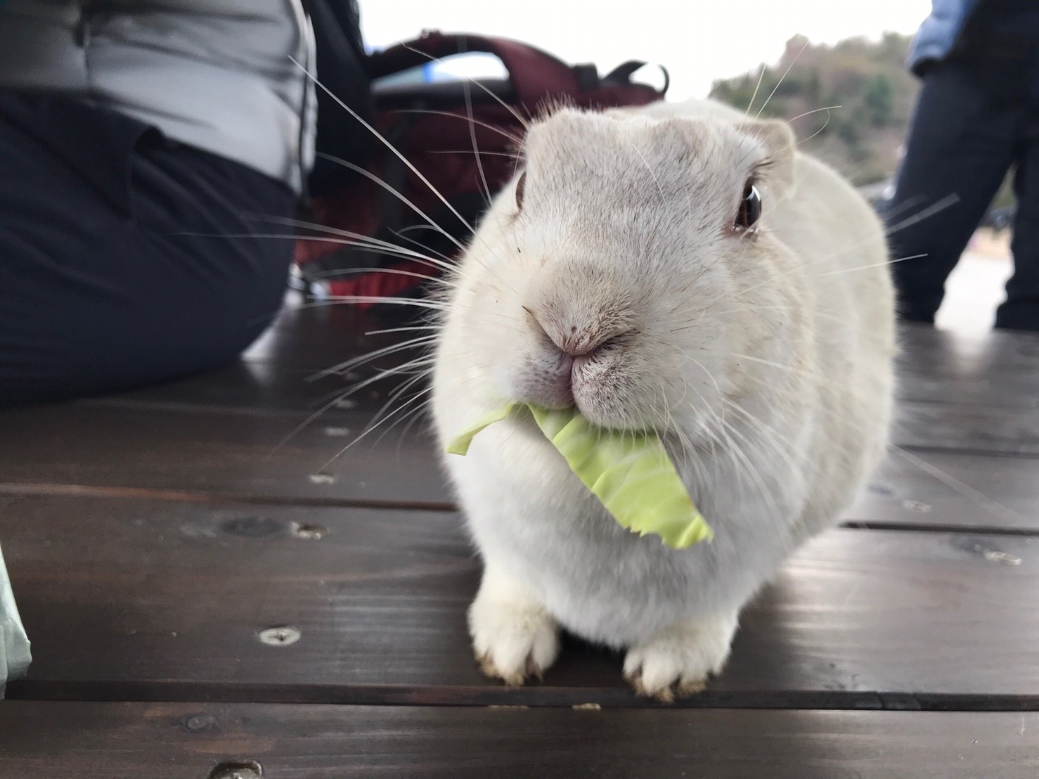 うさぎ島でまさかの途中撤退 けんさんの鷲ヶ頭山の活動日記 Yamap ヤマップ