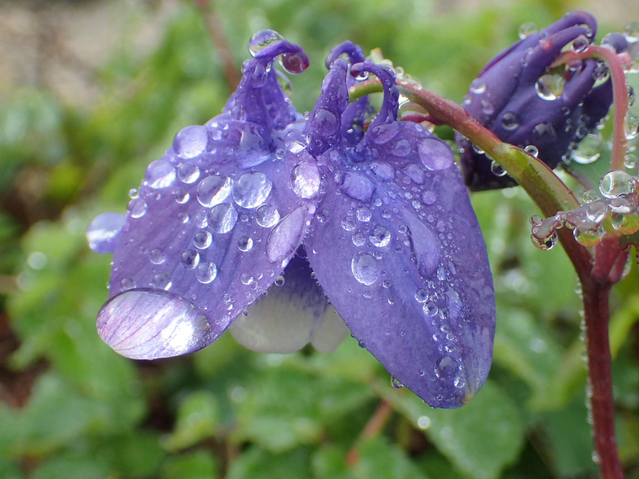 蔵王山 一声鳴いては旅から旅へ よしださんの蔵王山 雁戸山 不忘山の活動日記 Yamap ヤマップ