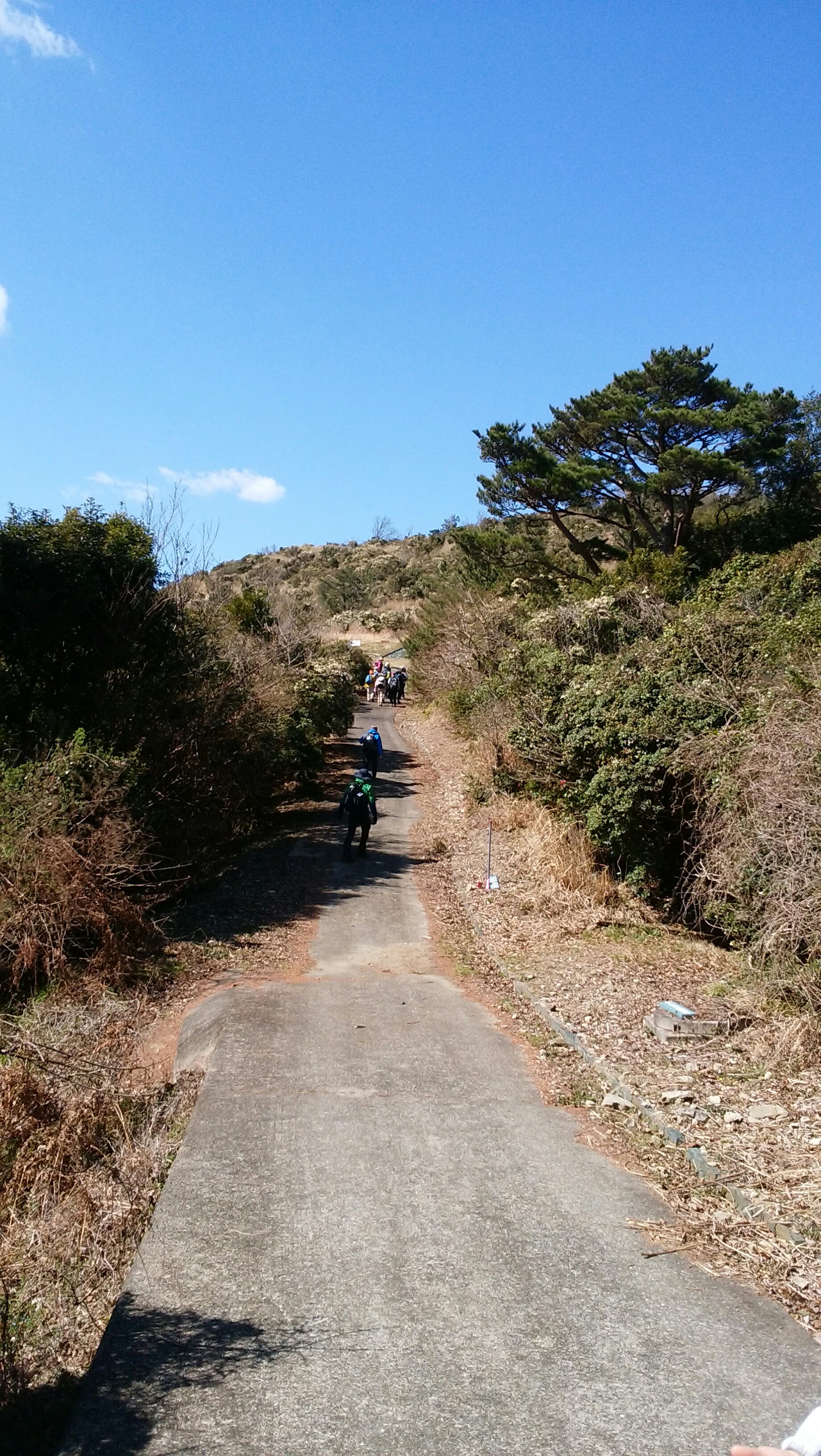 大坂峠 に馬酔木 あせび を見に行ってきました Ssユタカさんの高尾山の活動日記 Yamap ヤマップ