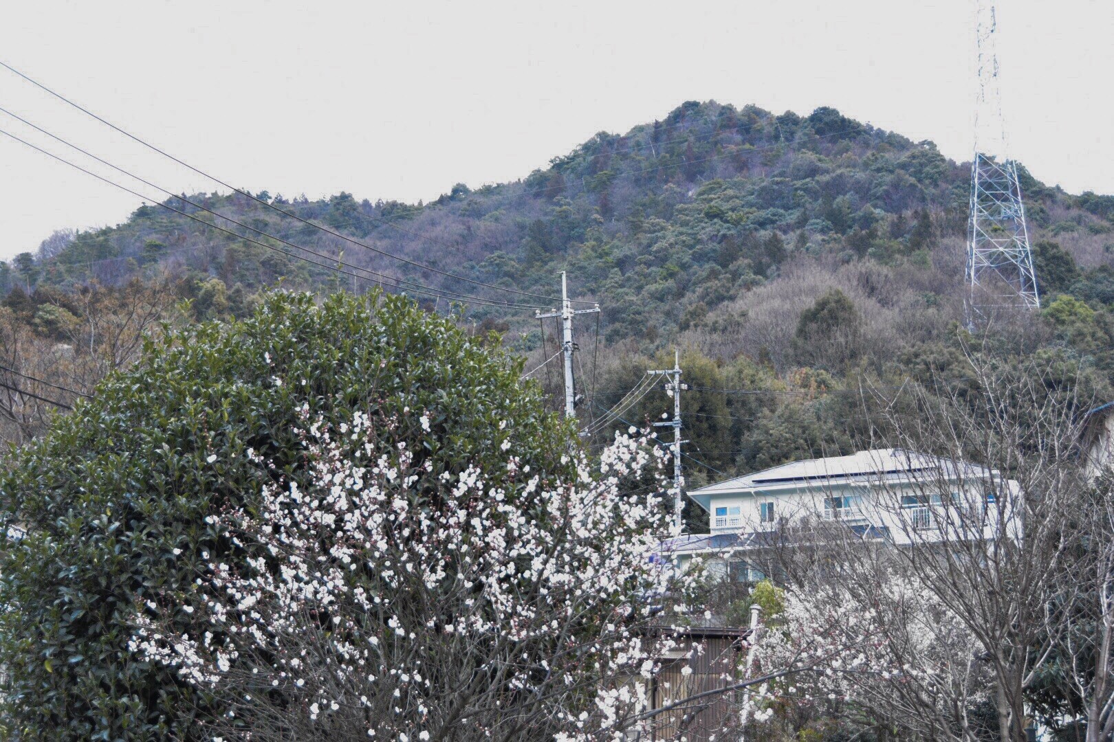 Try広島北里山キング 二ケ城山松笠山 広島市エリア3 5 仁さんの二ヶ城山 松笠山の活動データ Yamap ヤマップ