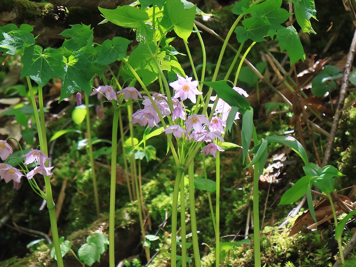 トガクシショウマ咲く尾瀬ミズバショウ咲く尾瀬ヶ原 トレッキングさんの尾瀬 燧ヶ岳の活動データ Yamap ヤマップ