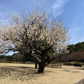 小牧山 満開の白梅