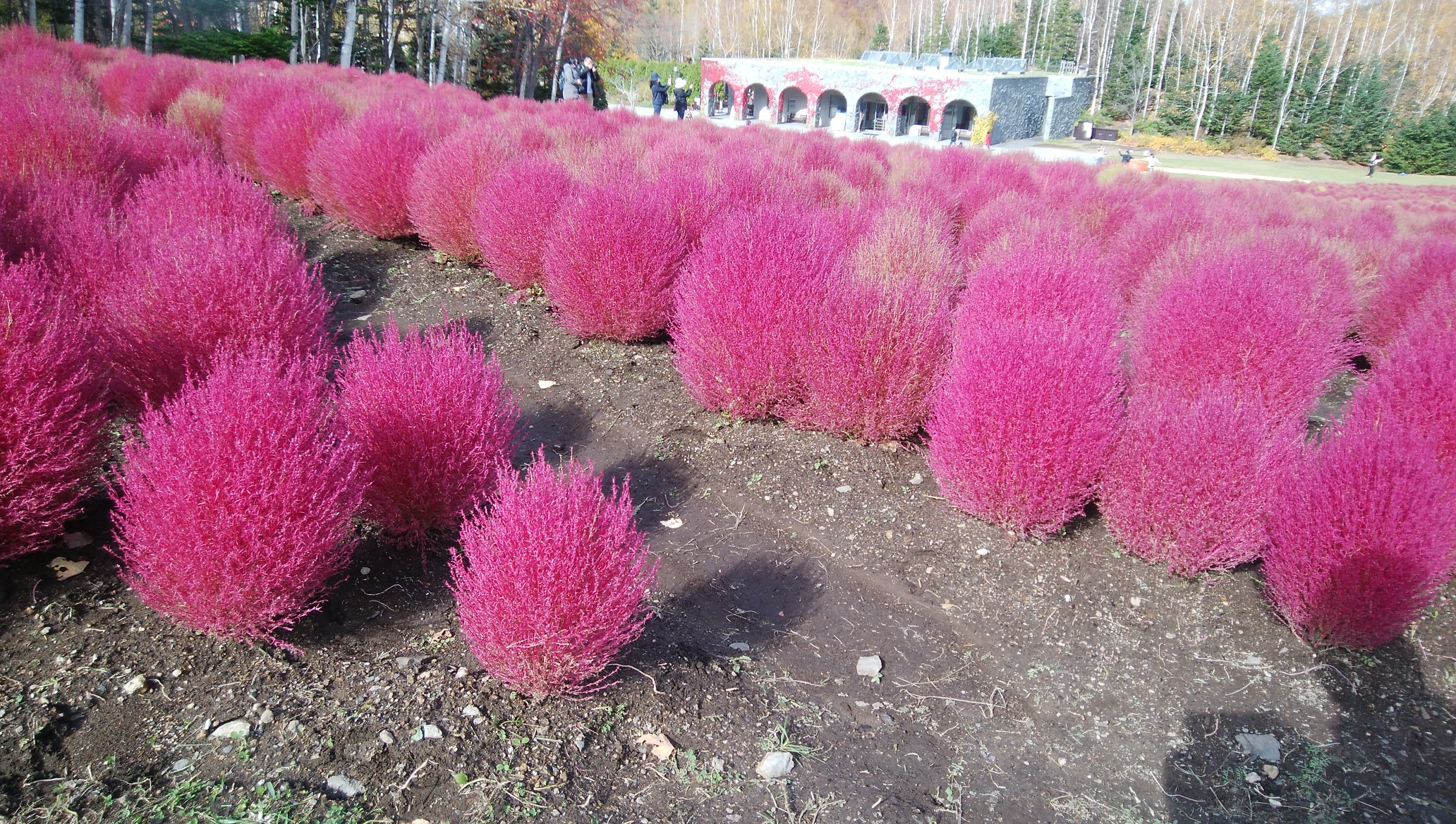 滝野すずらん森林公園 札幌市 10 25 みのるさんの白旗山 札幌市 の活動データ Yamap ヤマップ