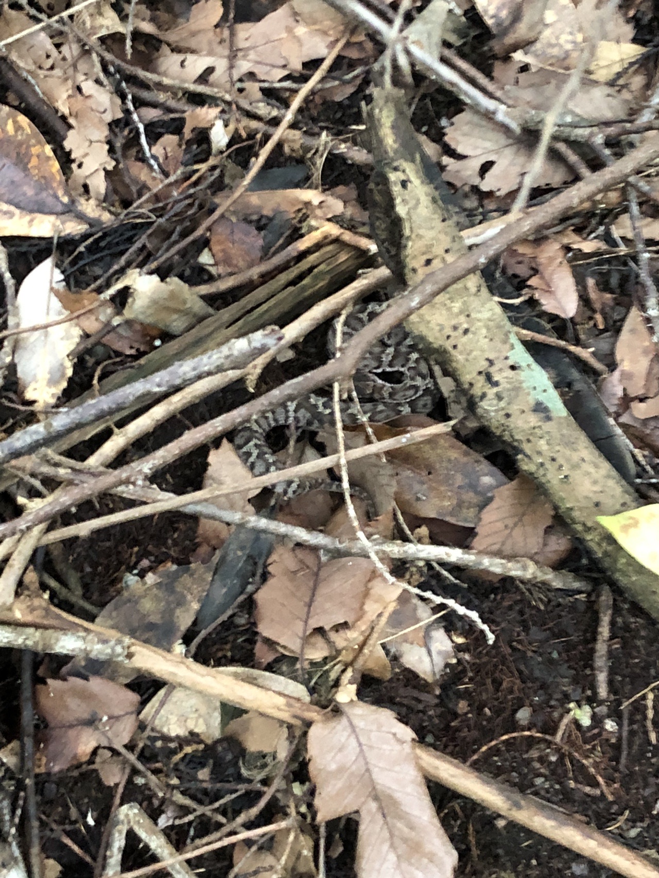 片江山 油山 妙見山 Naocy さんの油山 荒平山 片縄山の活動日記 Yamap ヤマップ