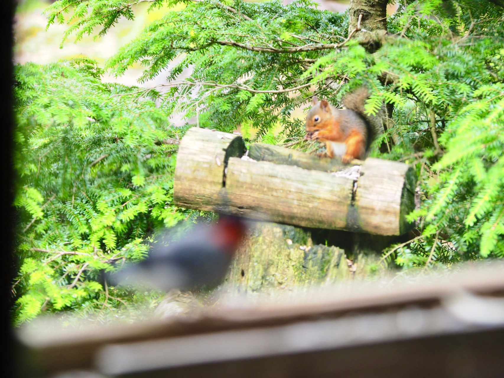 八ヶ岳 念願のしらびそ小屋 19 07 21 うさぎさんの八ヶ岳 赤岳 硫黄岳 天狗岳 の活動日記 Yamap ヤマップ