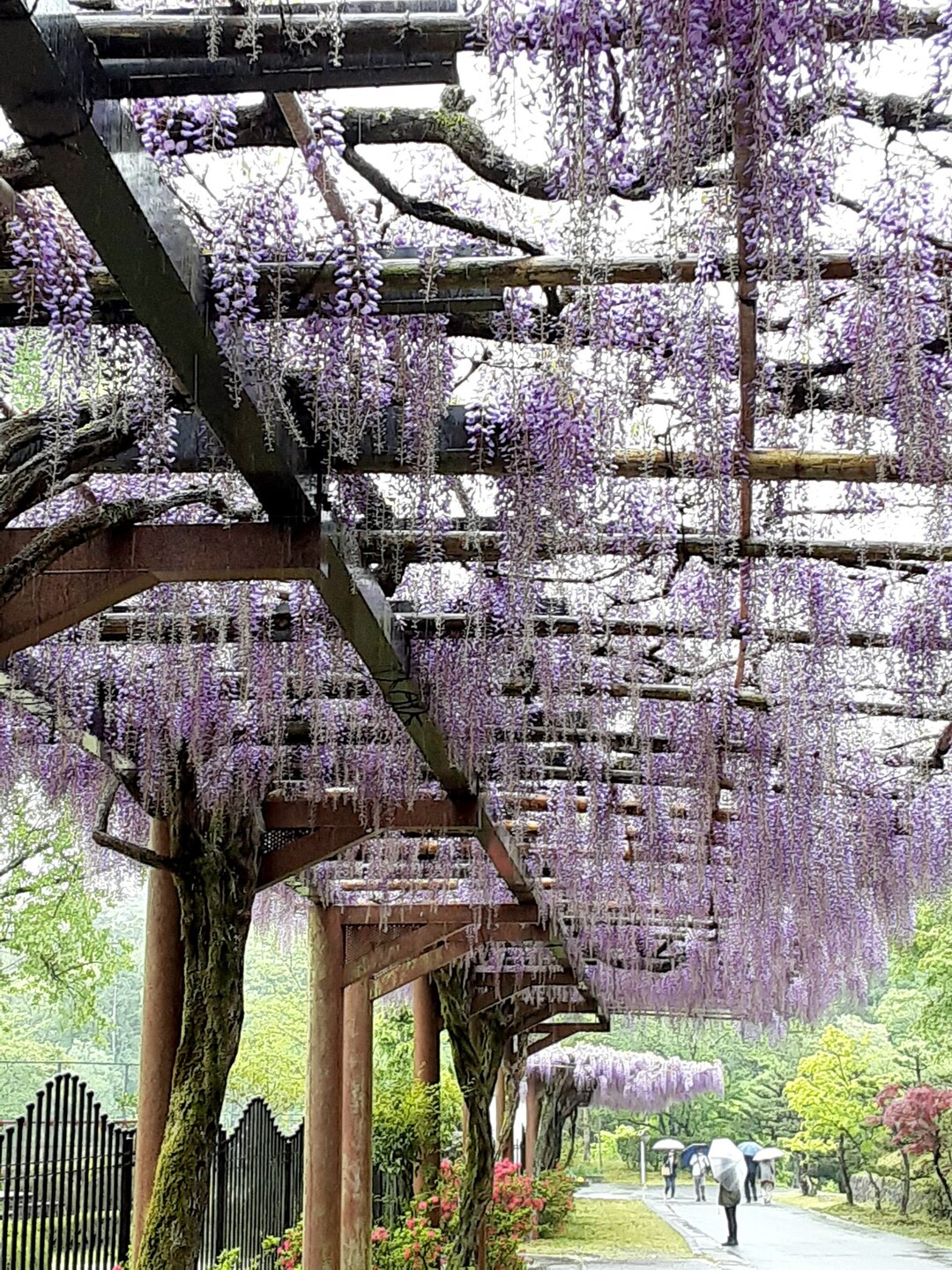 ☔ふじの回廊(豊田市御作町) 友人と愛... / blueroseさんのモーメント YAMAP /