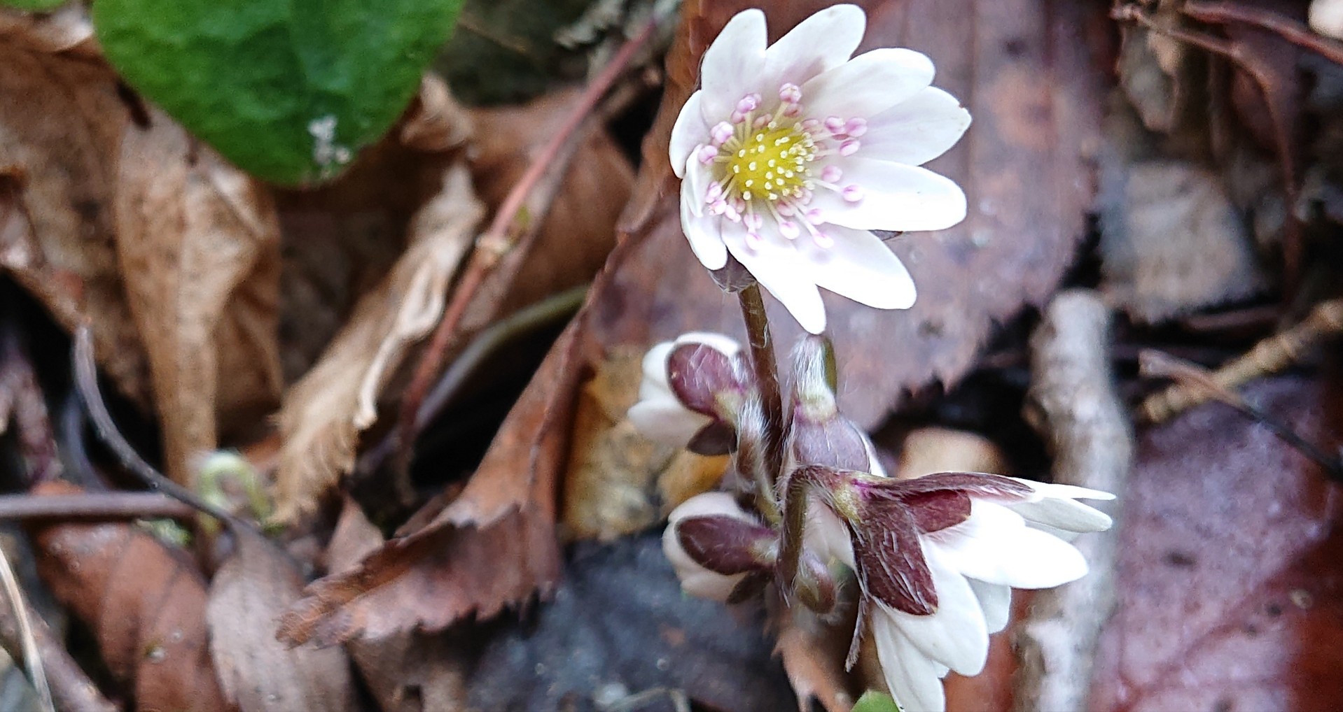 三段峡 ミスミソウ 咲くsakuさんの安芸太田町 三段峡の活動データ Yamap ヤマップ