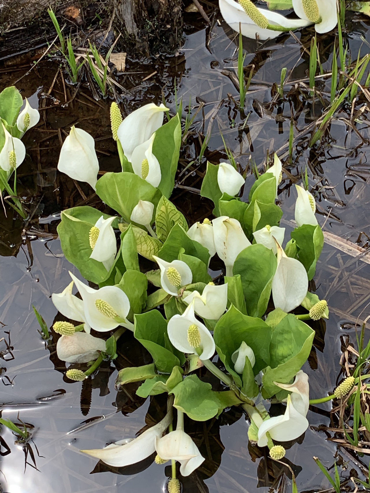 水芭蕉を見に尾瀬へ オマケも盛りだくさんの旅 19 06 02 えみぃさんの至仏山 悪沢岳 笠ヶ岳の活動データ Yamap ヤマップ