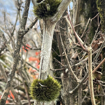 なんか、癒される🟢