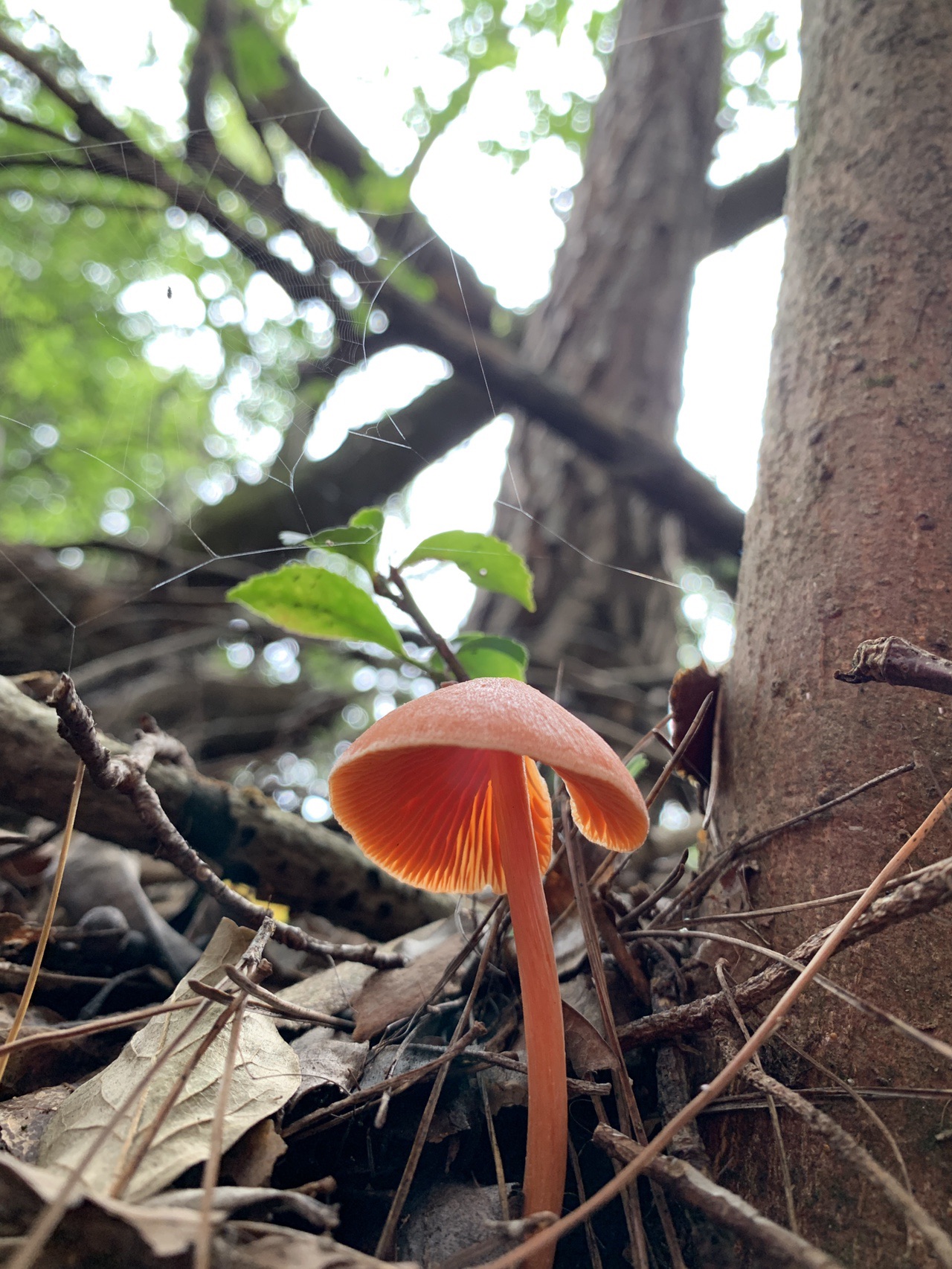 大文字山は現在きのこの山です カエンタケらしき個体も 19 09 01 ゆみさんの大文字山 如意ヶ嶽 稲荷山の活動日記 Yamap ヤマップ