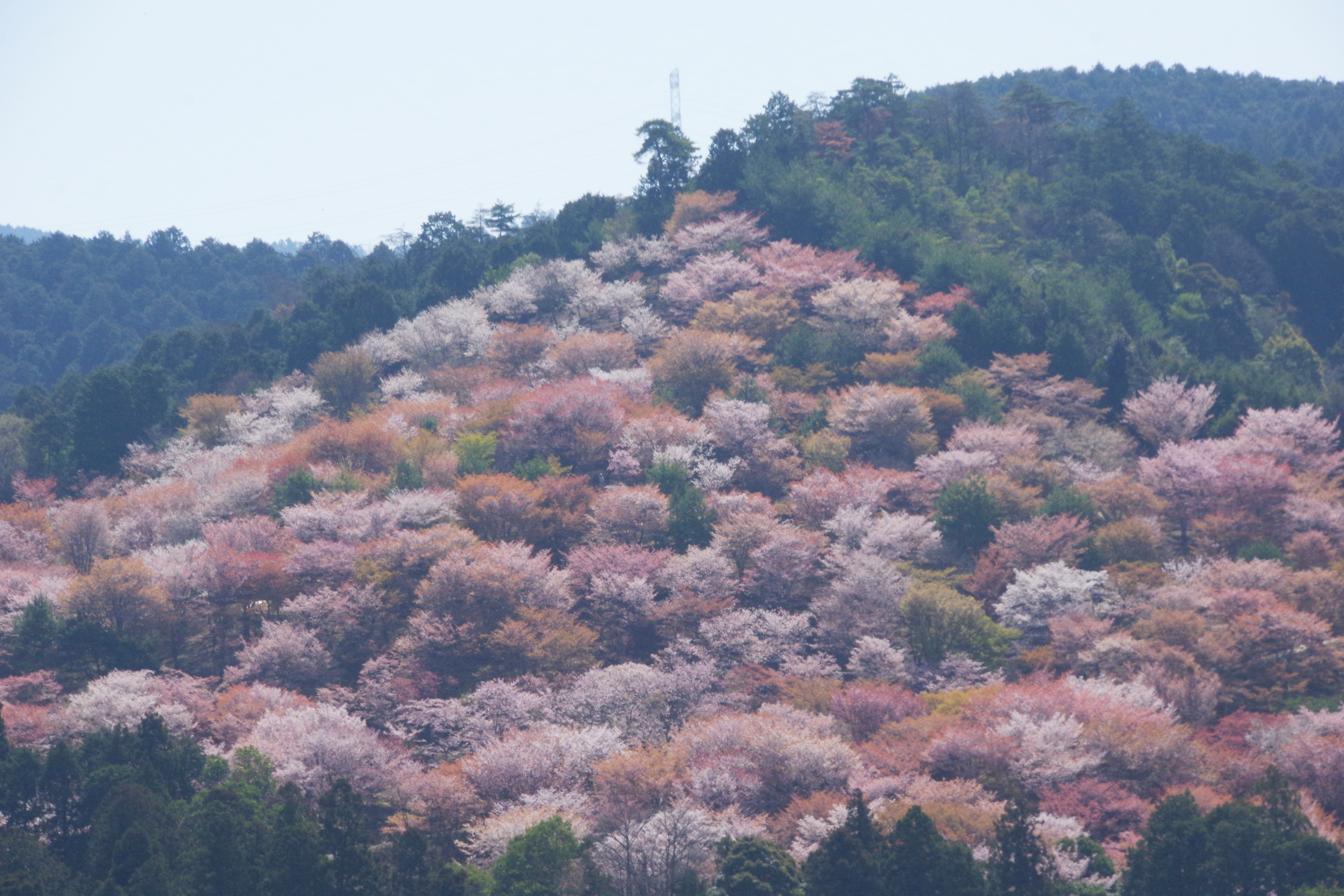 吉野山の桜 下 中 上 奥千本でお花見 そして青根ヶ峰まで ヤマノボラー Minaphmさんの吉野山 青根ヶ峰 百貝岳の活動データ Yamap ヤマップ