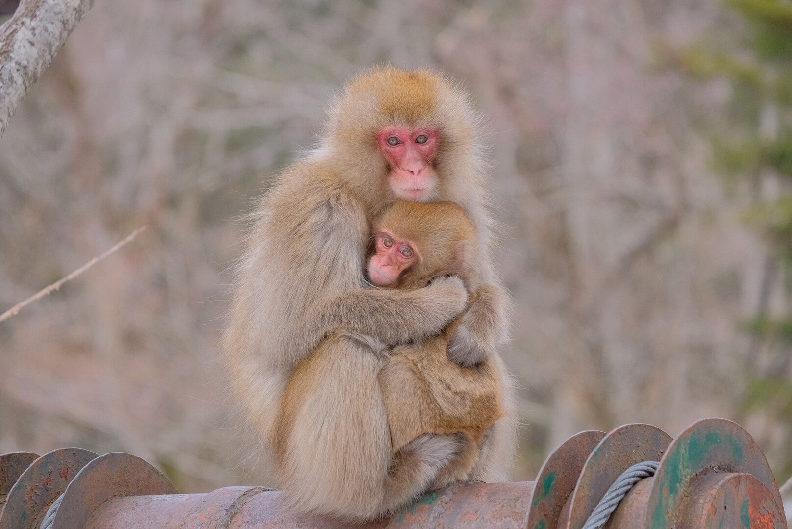 上高地を散歩 よっちさんの槍ヶ岳 穂高岳 上高地の活動日記 Yamap ヤマップ