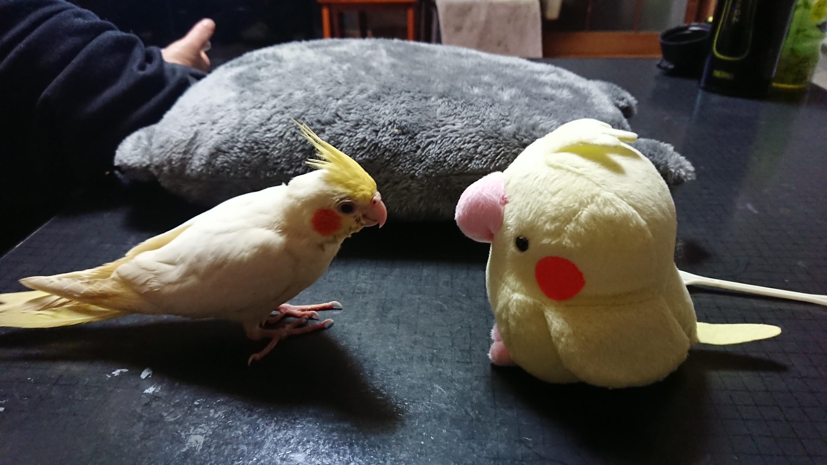 はじめまして カリンです ひーさんの伊勢市の活動データ Yamap ヤマップ