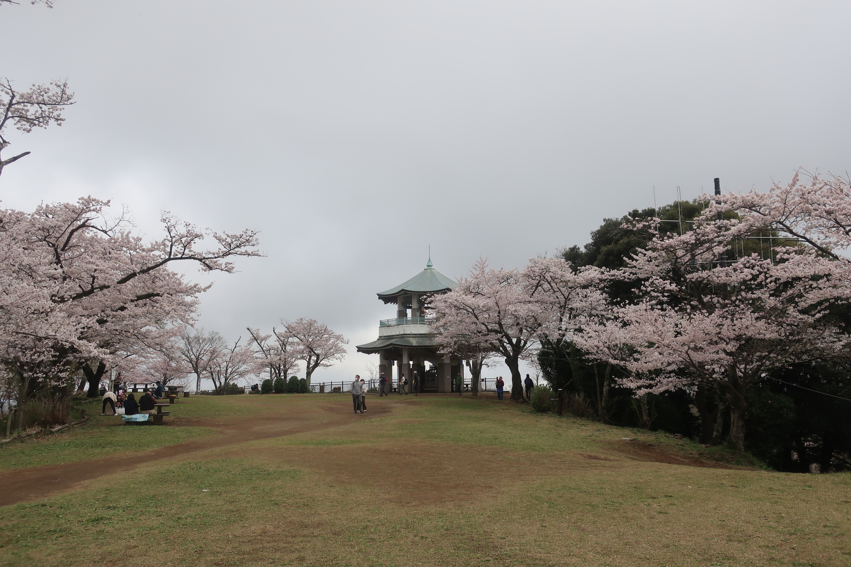 弘法山 権現山 浅間山 桜開花状況確認 6分咲き 金子和広さんの大山の活動データ Yamap ヤマップ