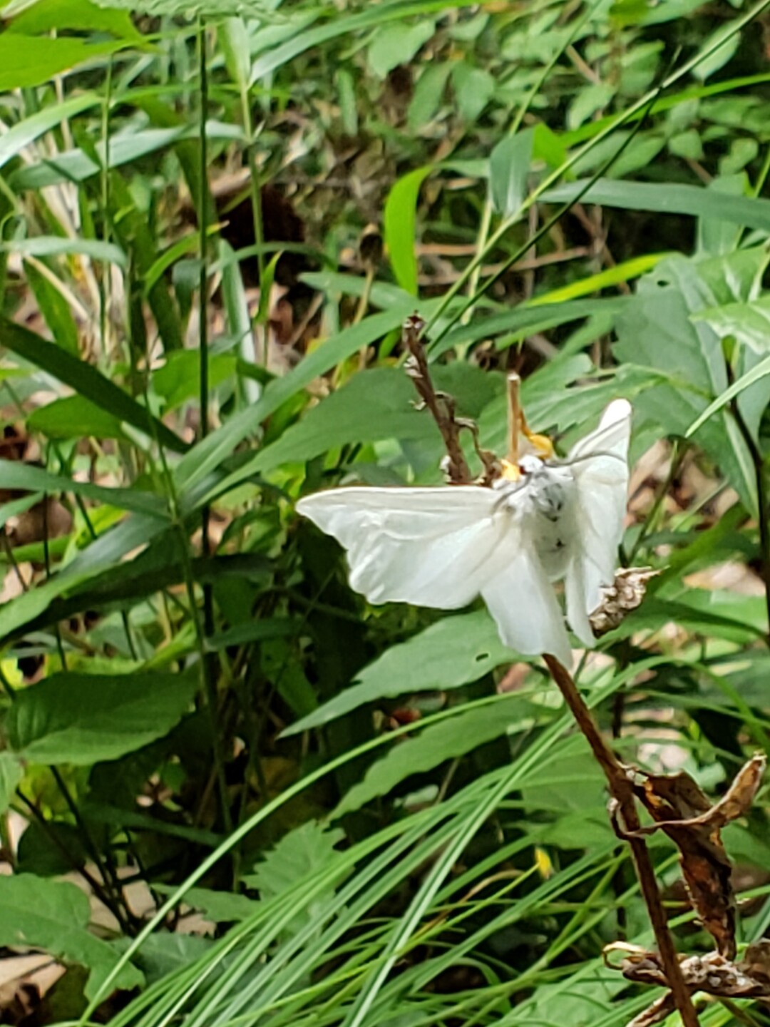 順礼峠 七沢森林公園 大山の写真8枚目 無数の白い蝶の舞が見られます 白い Yamap ヤマップ