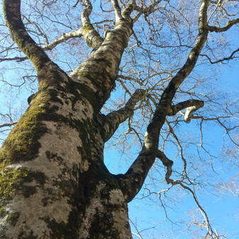 左門岳 周囲3mを少し超えるぐらいかな？