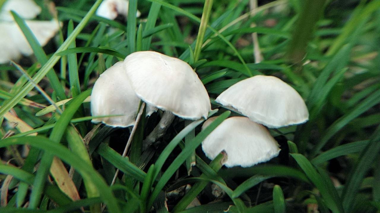 まきび公園はキノコの公園 Kazさんの福山 江田山 高鳥居山の活動日記 Yamap ヤマップ