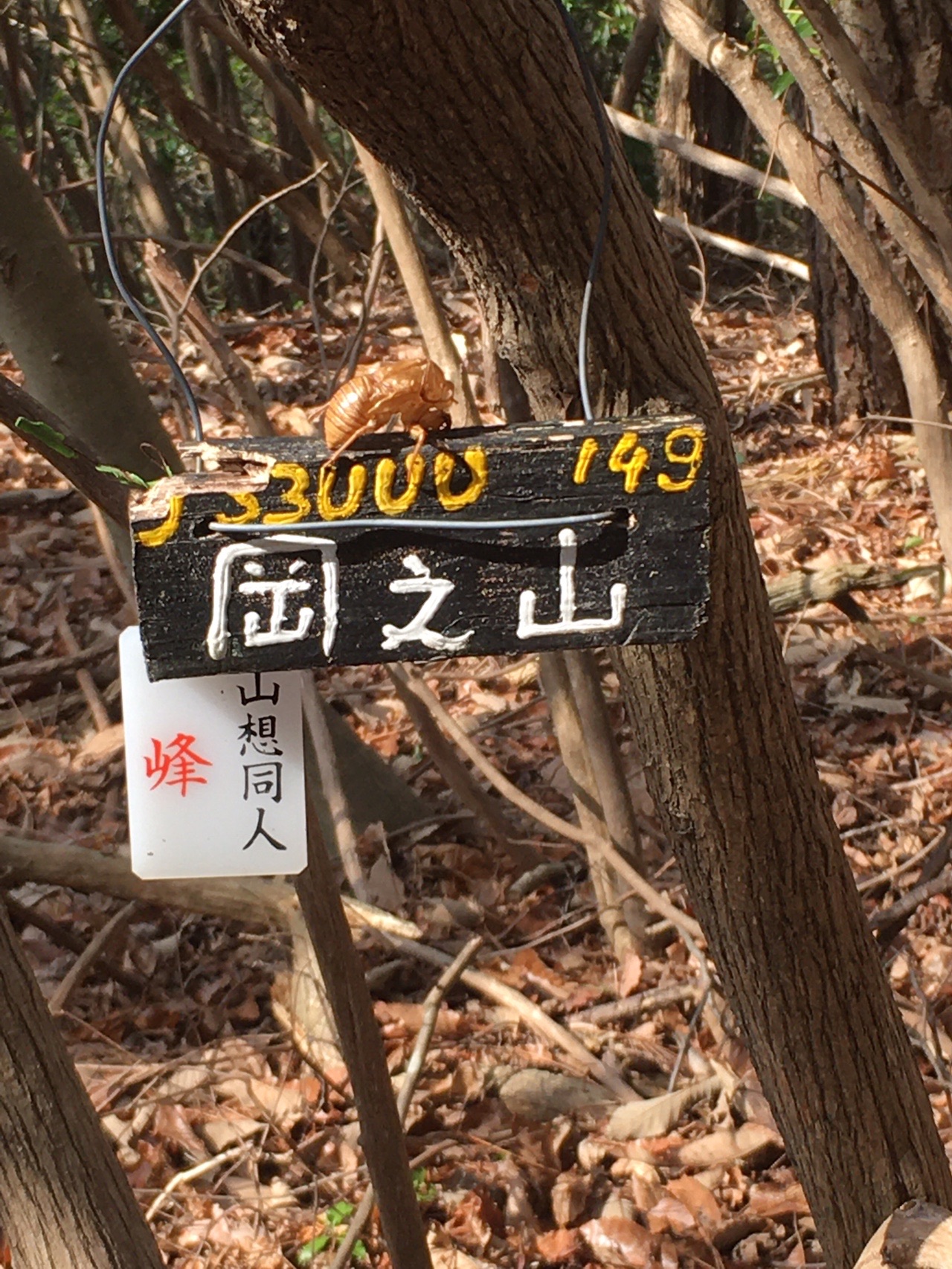 岡之山 日本へそ公園 02 10 やきんさんの 妙見山 白山 猿藪の活動データ Yamap ヤマップ