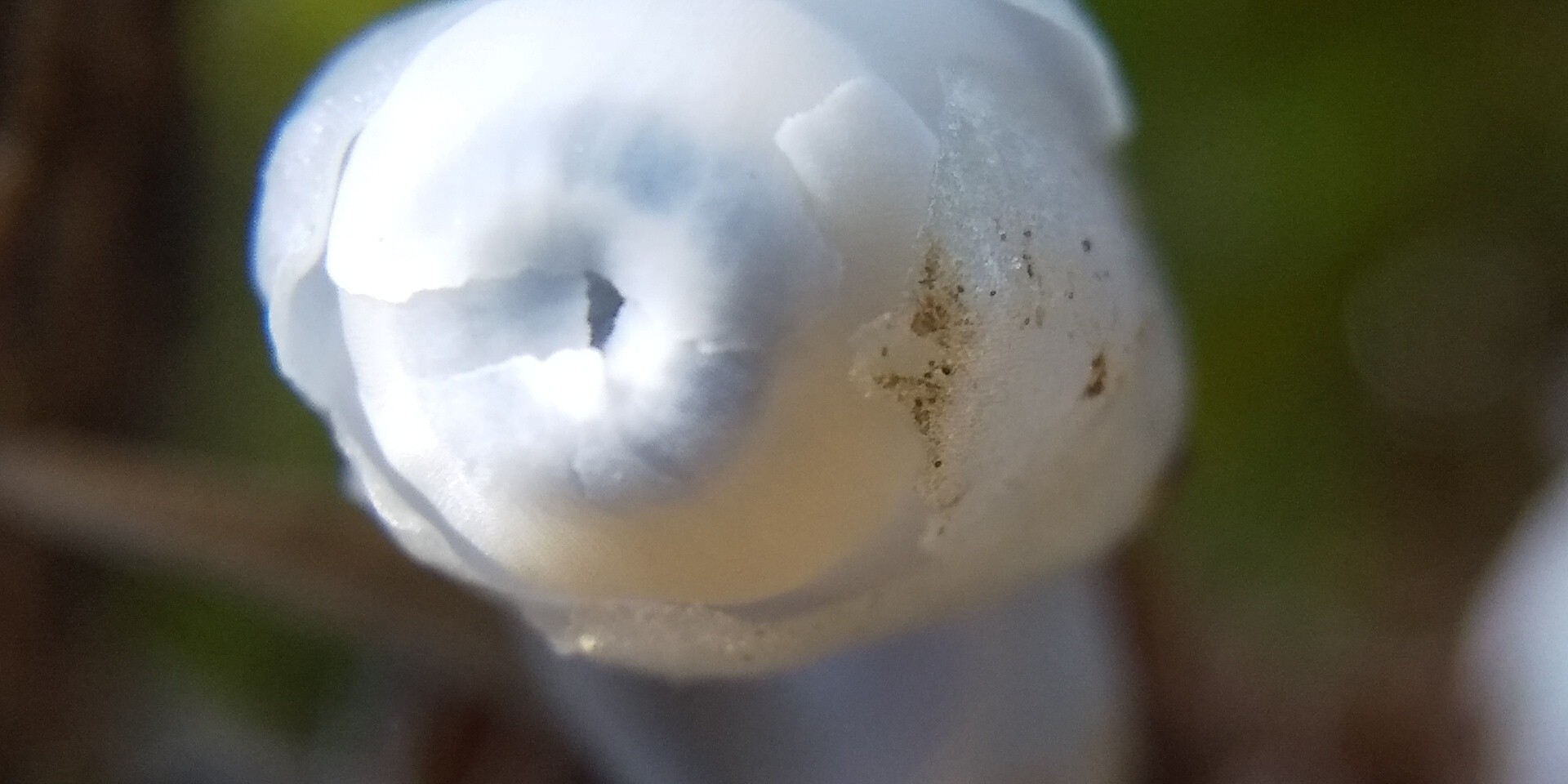 ギンリョウソウ 銀竜草 腐生植物 ユウレ ゆうこさんのモーメント Yamap ヤマップ