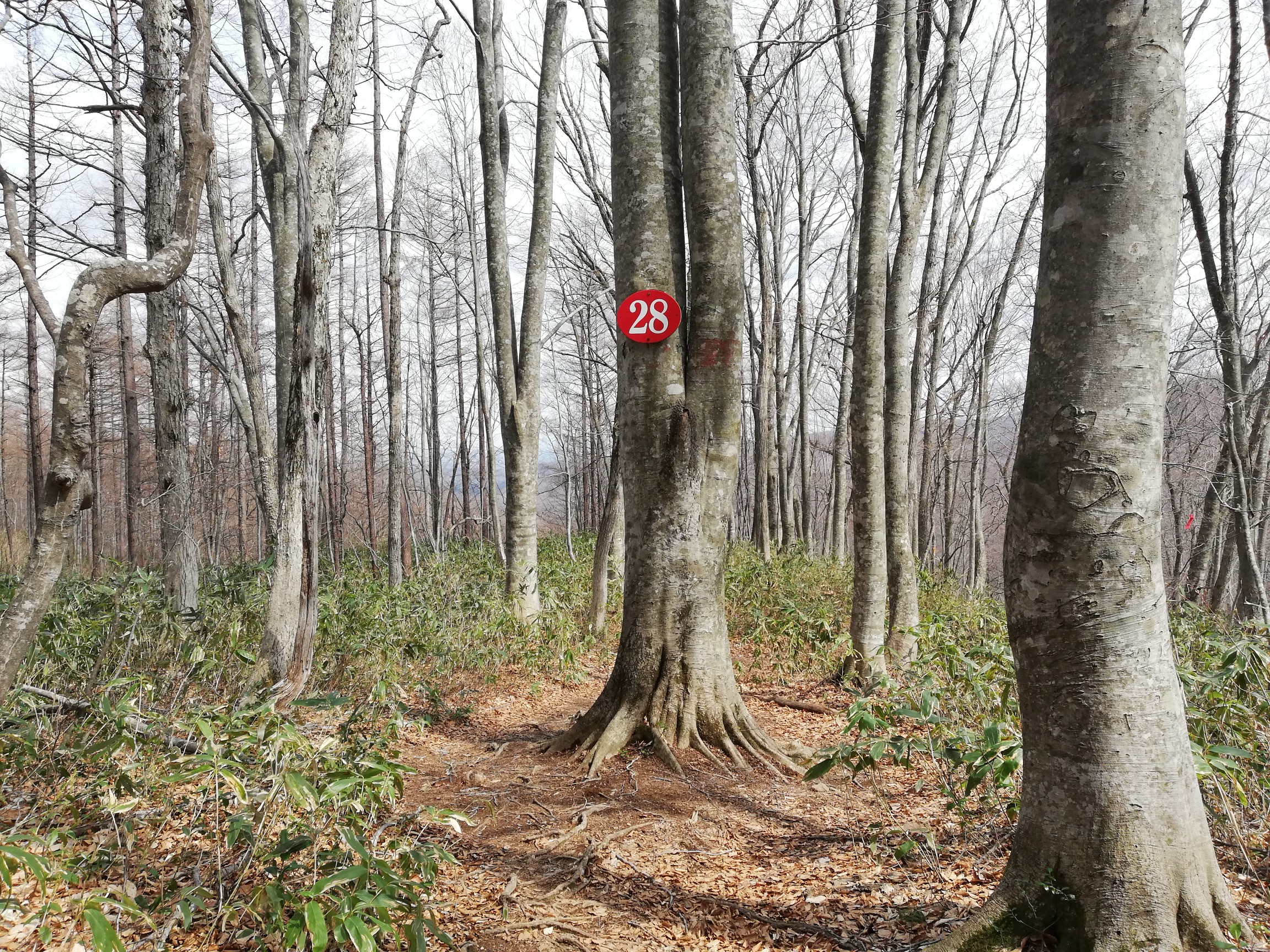 アイスバーン歩いてから藪見ると安心しますw