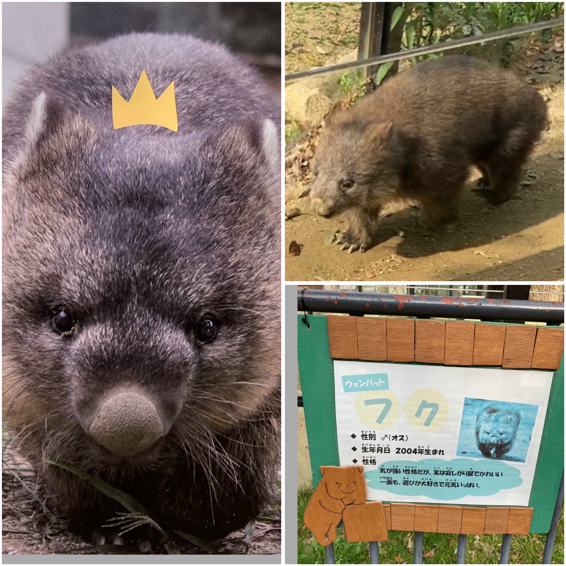 おかわりは Wombat かわいい 五月山 たーひー さんの六個山 鉢伏山 明ヶ田尾山 五月山の活動データ Yamap ヤマップ