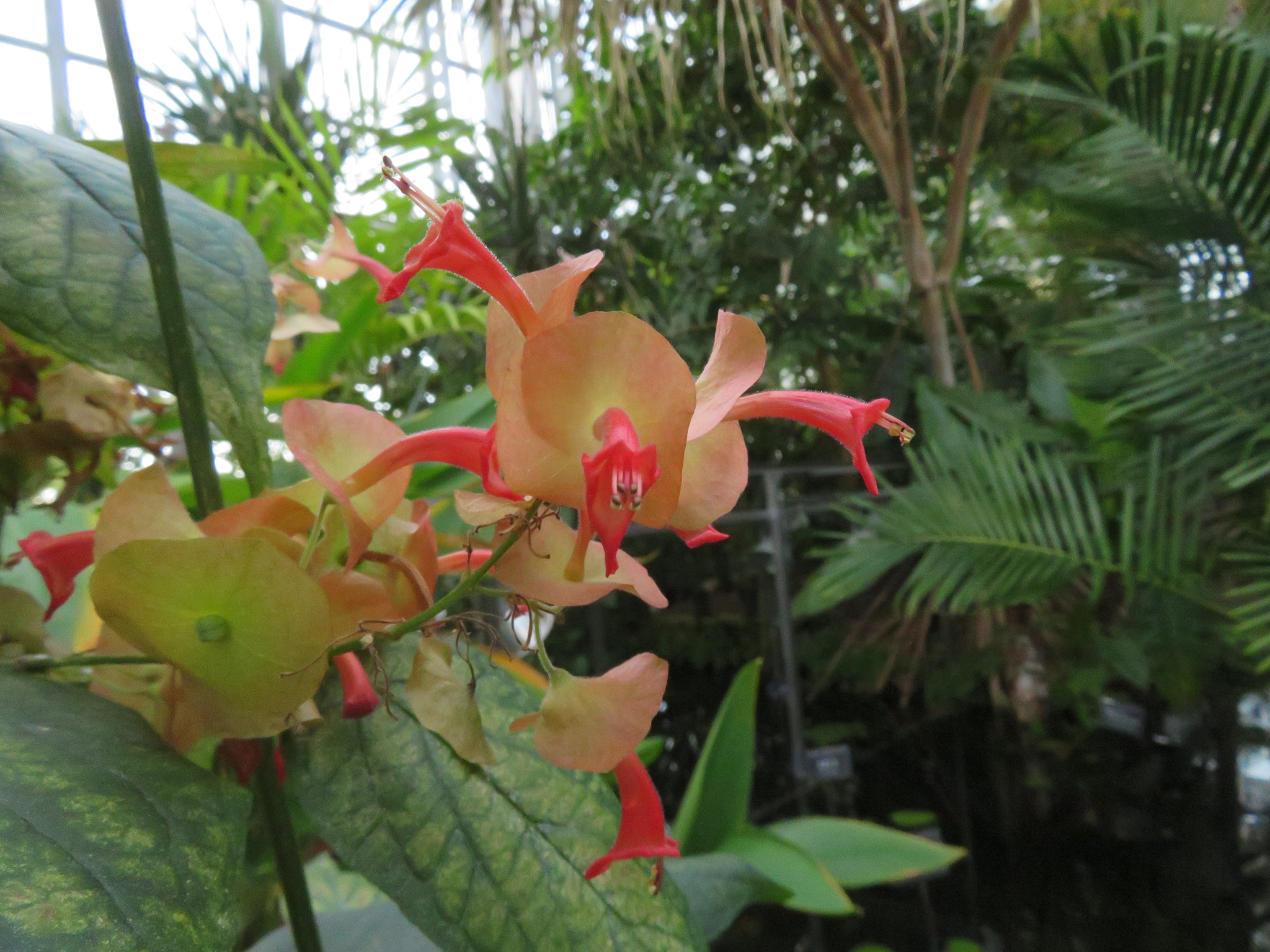 冬の植物観察 Manoさんの富山市の活動日記 Yamap ヤマップ