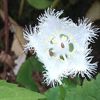 愛SunSun（山山）