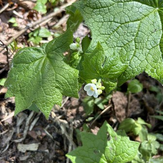 荒島岳 サンカヨウだよね？