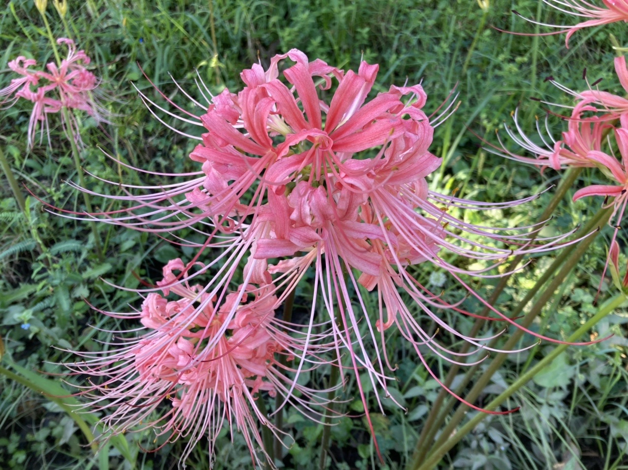 高浜市稗田川沿いの彼岸花進捗状況と西尾の低山三山ピークハント 羽角山 水道山 水晶山 さちごんさんの茶臼山 万灯山の活動日記 Yamap ヤマップ
