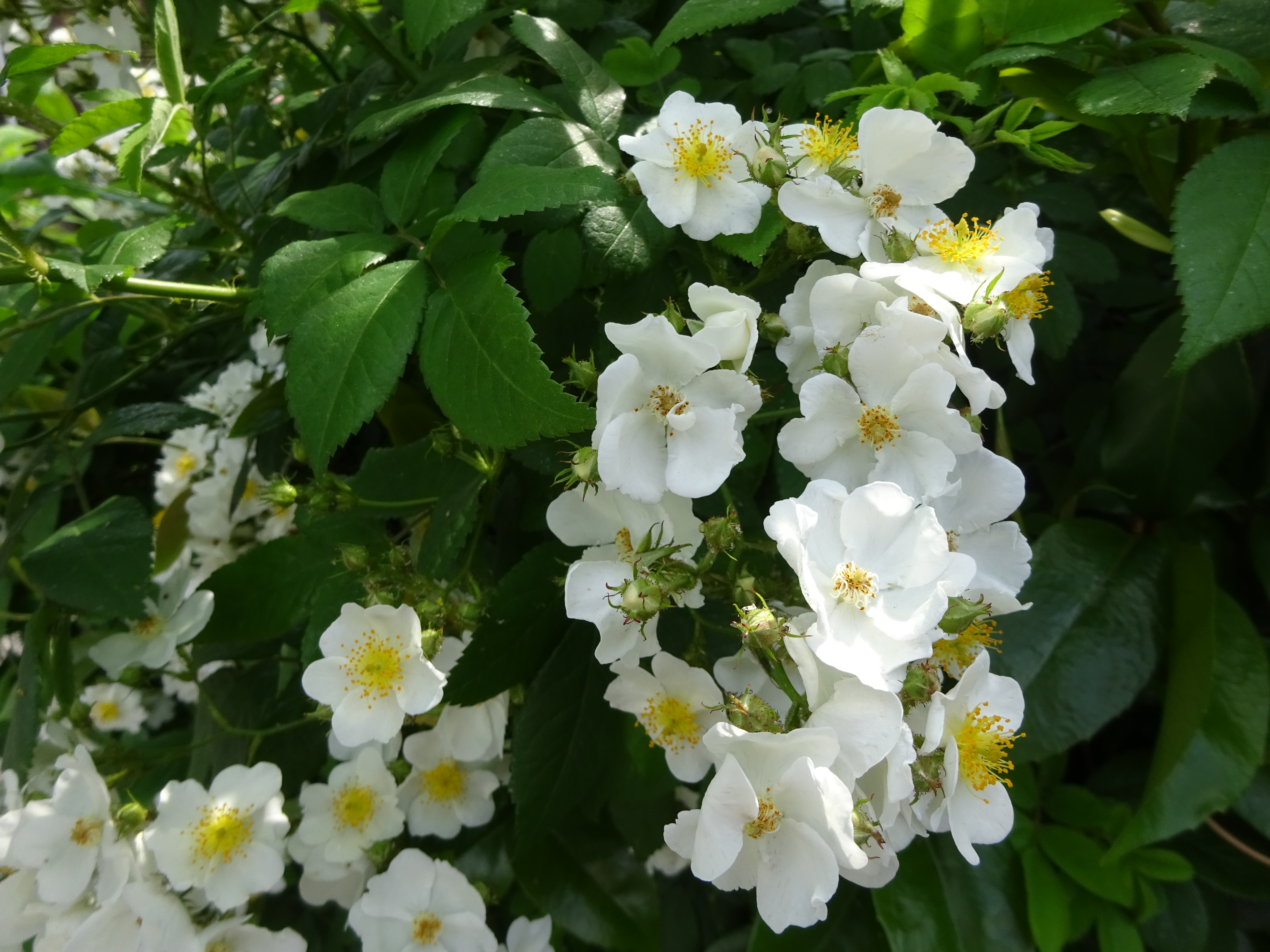 霊園から川崎緑化センター ずおずおむさんの国分寺市の活動日記 Yamap ヤマップ