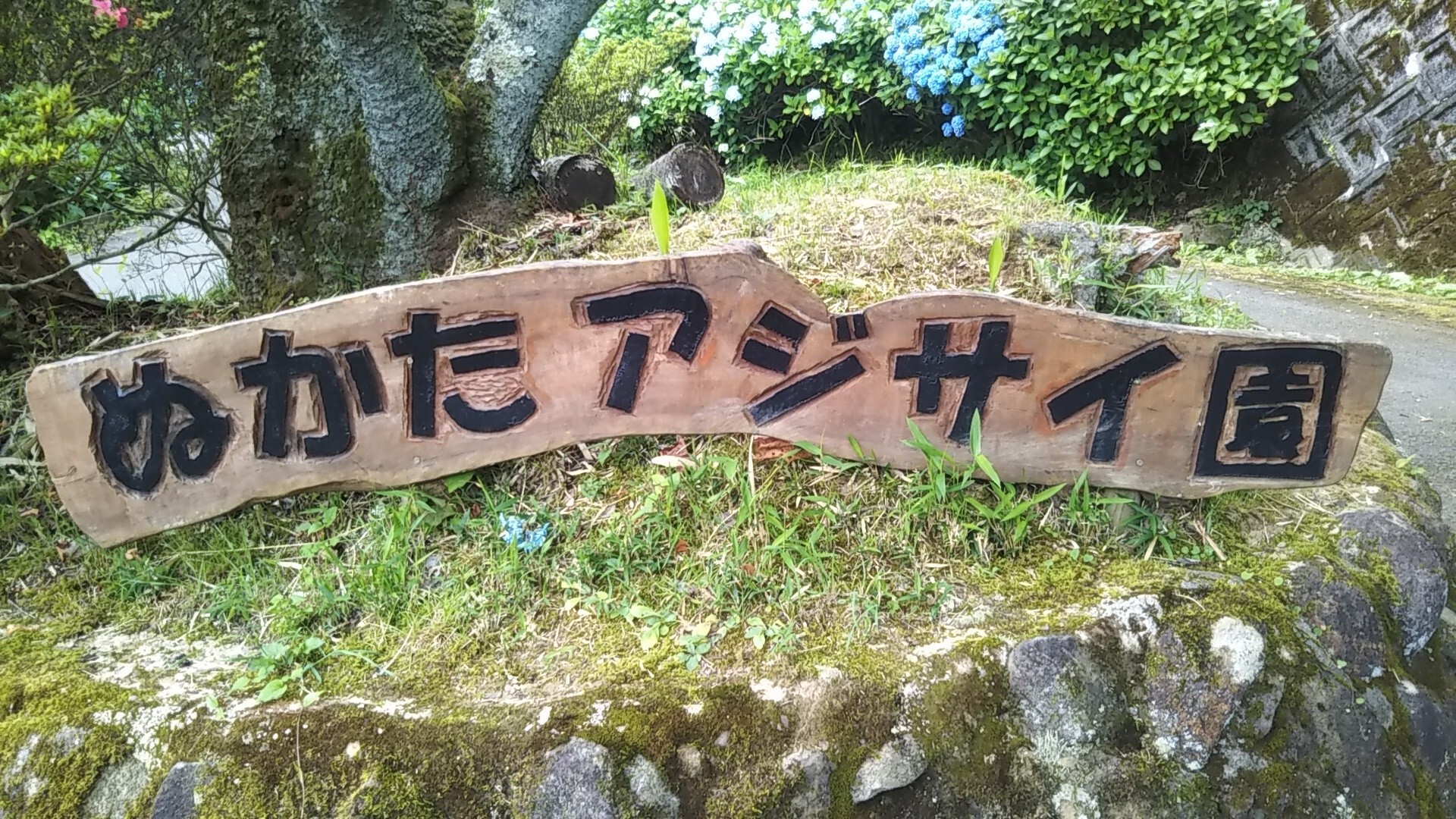 21 06 25 ぬかた園地あじさい園 りっつさんの生駒山 神津嶽 大原山の活動データ Yamap ヤマップ