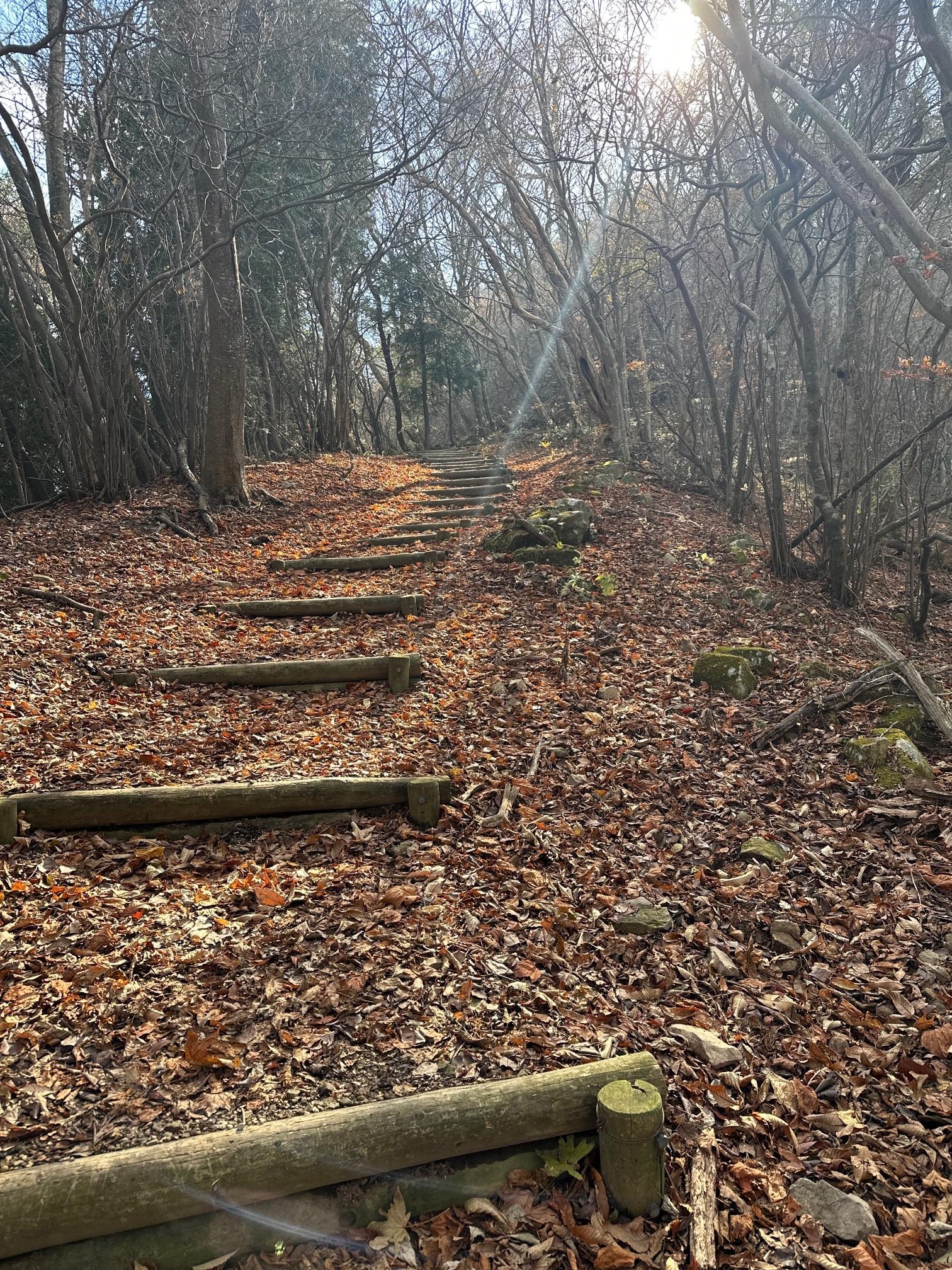 大川山 / ぼたこさんの竜王山（讃岐山脈）・大川山の活動データ YAMAP / ヤマップ