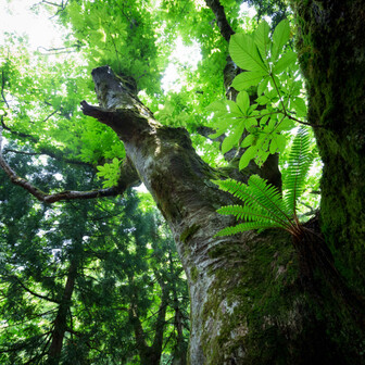 芦生もりびと協会