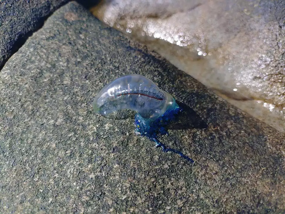 海で拾った石と瑪瑙(メノウ) / うっちぃさんのウォーキングの 海で拾った石と瑪瑙(メノウ) / うっちぃさんのウォーキングの