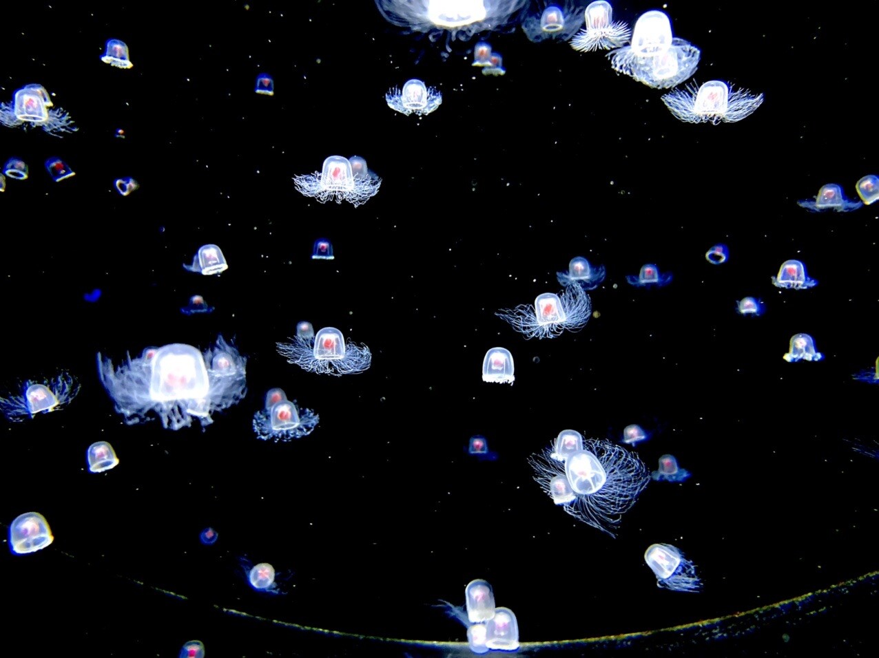 遊びでねーんだ 月山 からの加茂水族館 月山の写真60枚目 これもめっちゃかわいい クリオネみたい Yamap ヤマップ