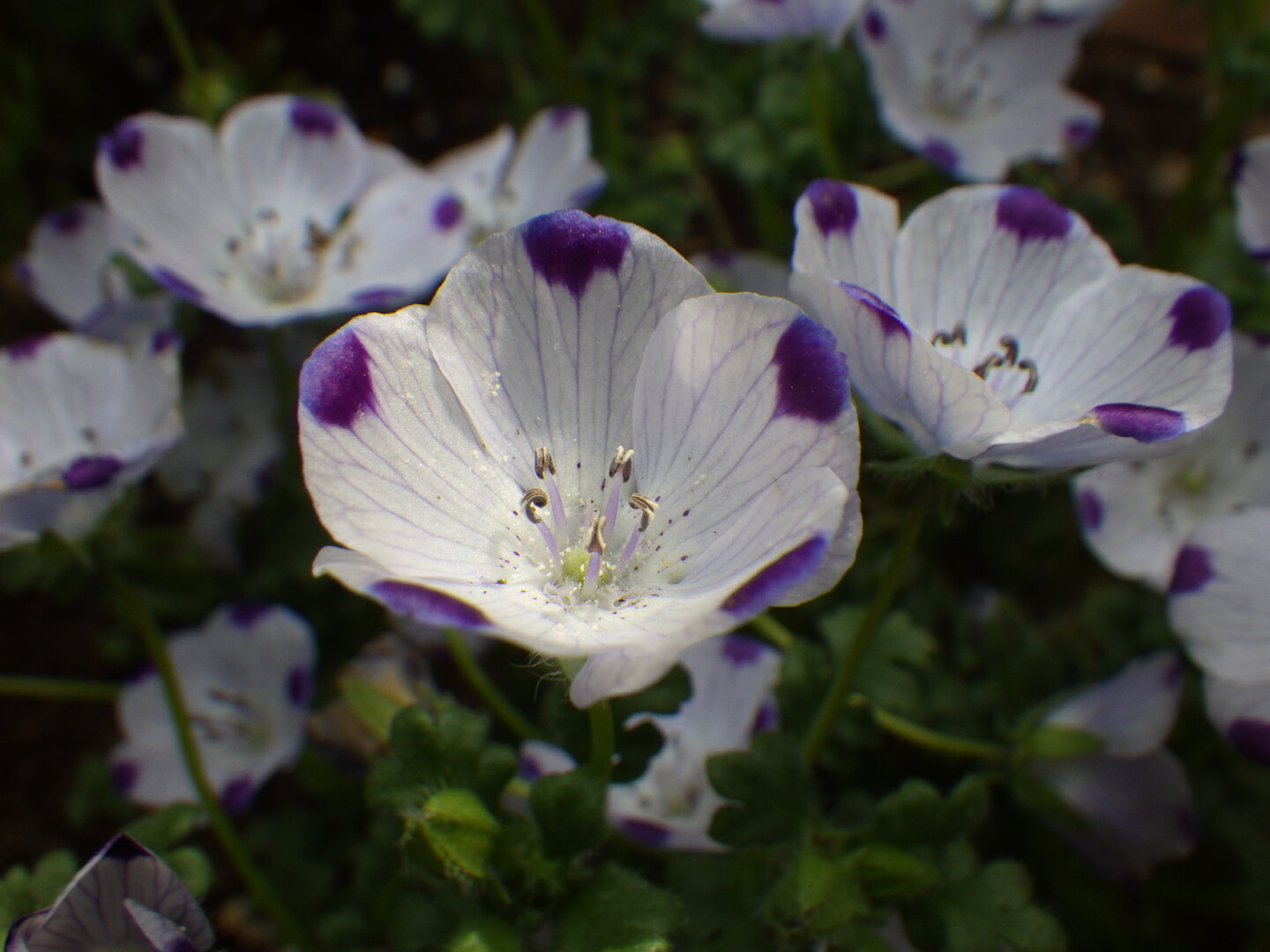 番外編 外出自粛で庭の花 マウンテン ヴギさんの千葉市の活動日記 Yamap ヤマップ