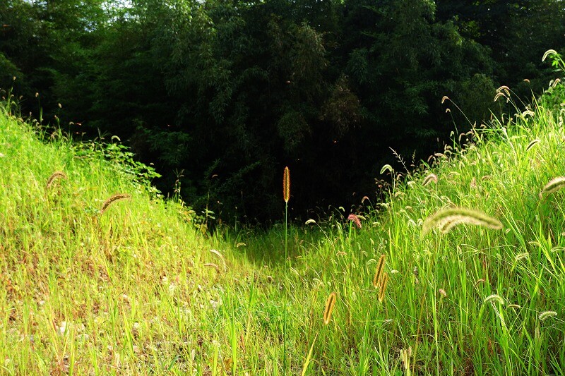 兵庫県西脇市野村町の散策 ～大池＆野間川～ / 野うさぎ銀次郎さんの角尾山・五峰山・矢筈山の活動データ YAMAP / ヤマップ
