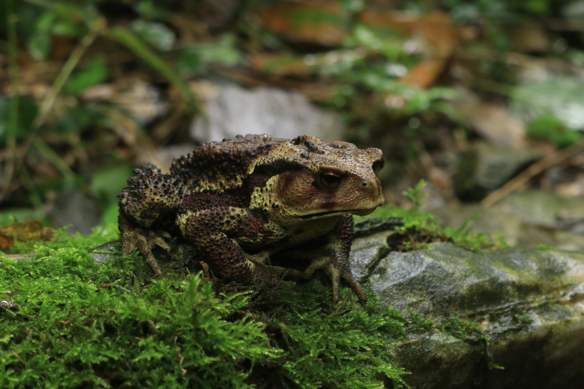 井原山 を訪ねてが Ikutoさんの雷山 井原山の活動データ Yamap ヤマップ