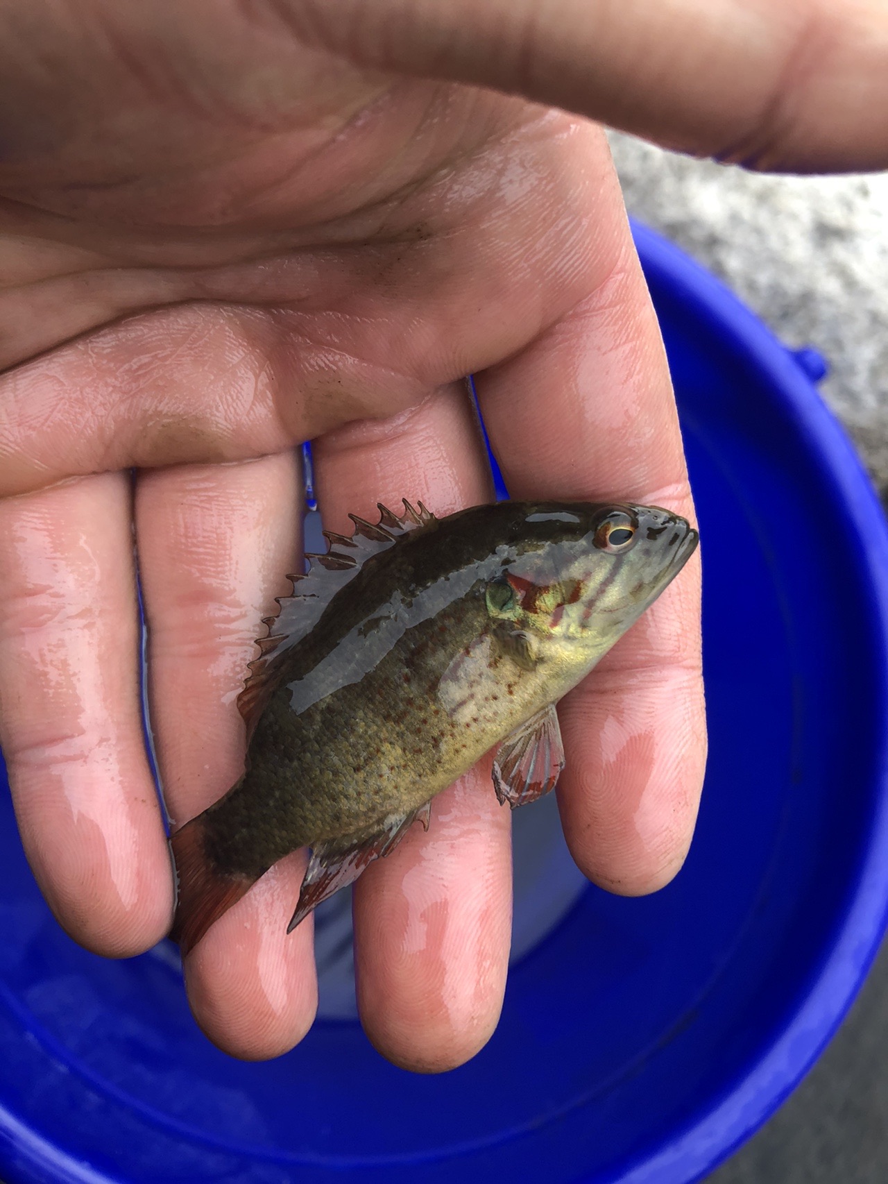 八王子ガサ さんの富士山の活動データ Yamap ヤマップ