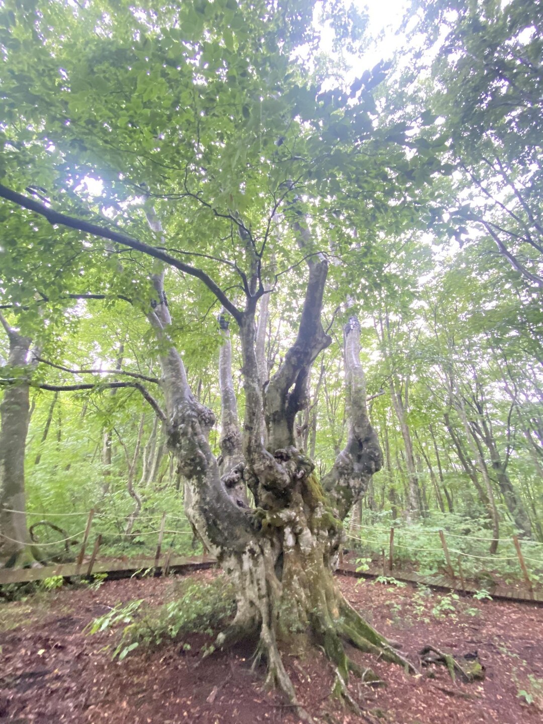 あがりこ大王 元滝伏流水 / ユキヒョウさんの鳥海山・七高山・笙ヶ岳の活動データ YAMAP / ヤマップ