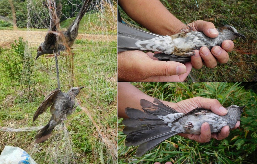 今日は鳥除けネットに絡まっていたヒヨドリ こいわい 道標調査人 さんのモーメント Yamap ヤマップ
